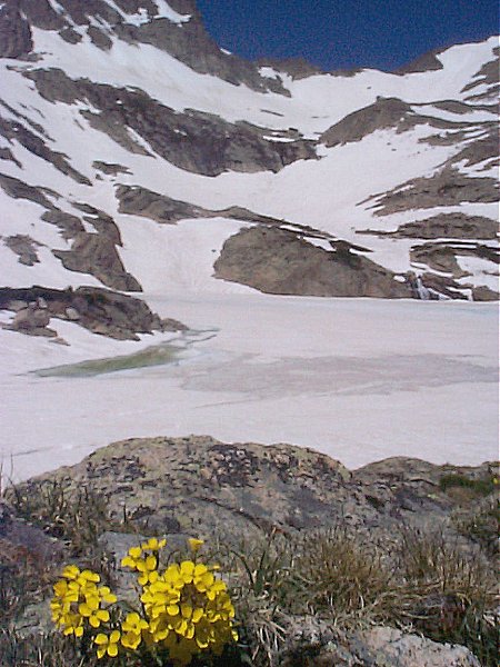 Wild flowers amongst the snow and ice.