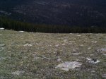 Can you see the two bull elk (center and center left) in this photo?